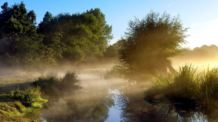 morning, mist, nature