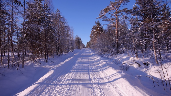 winter, snow, forest, road