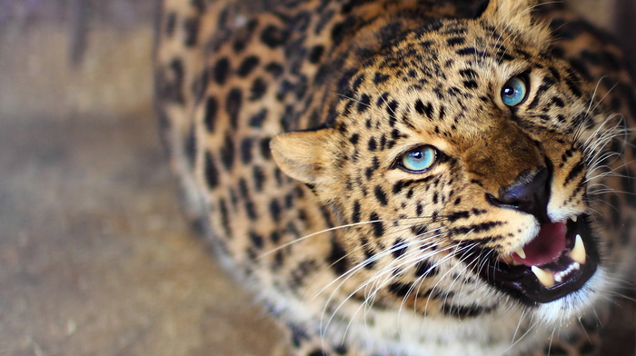 leopard, predator, animals, muzzle