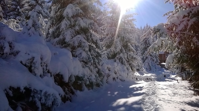winter, snow