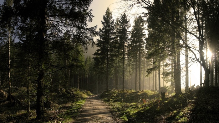 nature, Sun, trees, forest