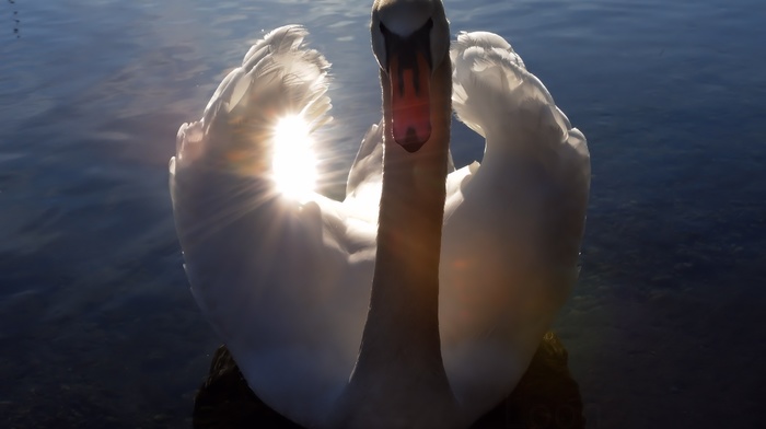 lake, nature