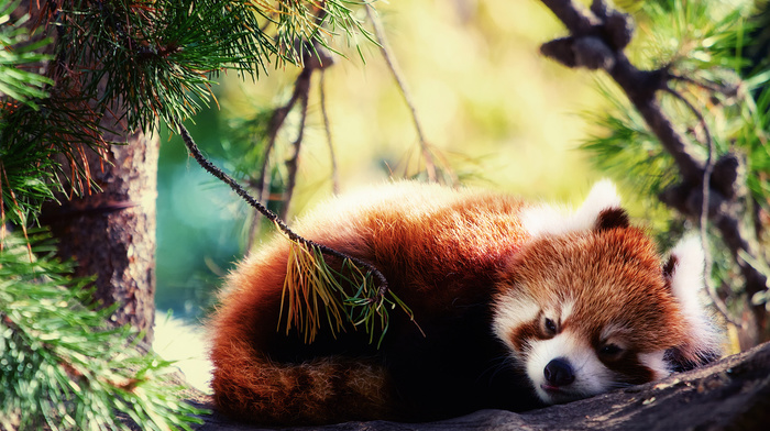 animals