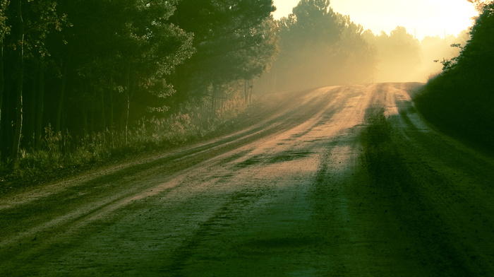 nature, Sun, morning, road, forest, light, dew