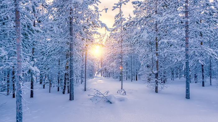 snow, nature, trees, Sun, forest, winter