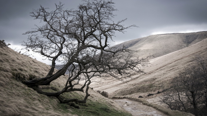 tree, mountain, landscape, nature