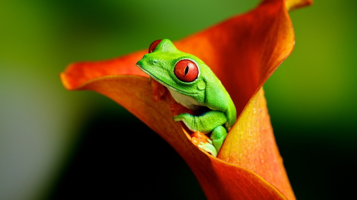 frog, animals, flower, nature