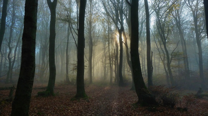 Sun, autumn, mist, trees