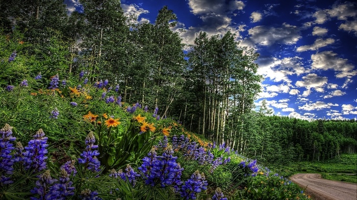 nature, forest, flowers, grass, bushes, trees