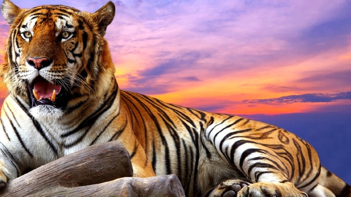 sunset, animals, art, tiger