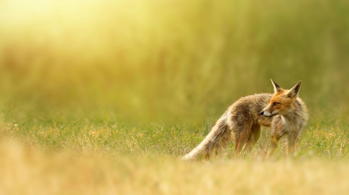 depth of field, fox