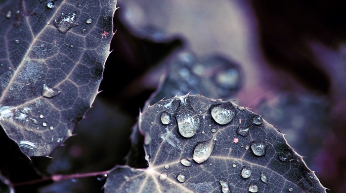 leaves, water drops, depth of field, dew, nature