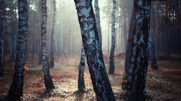 nature, light, forest