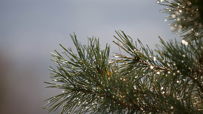 branch, winter