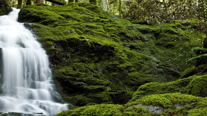 forest, nature