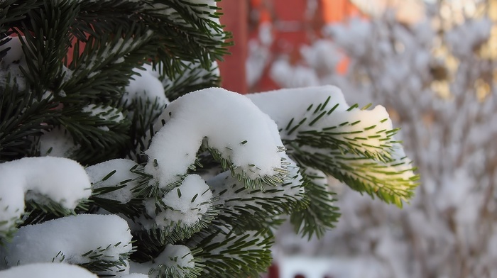 fir-tree, snow, winter
