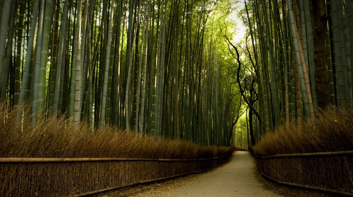 path, nature, trees, bamboo, dirt road, forest