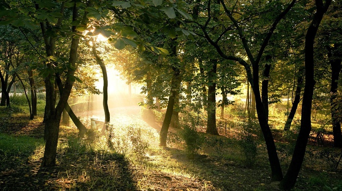 nature, trees, forest