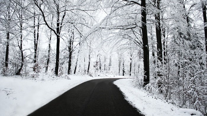 snow, road, trees