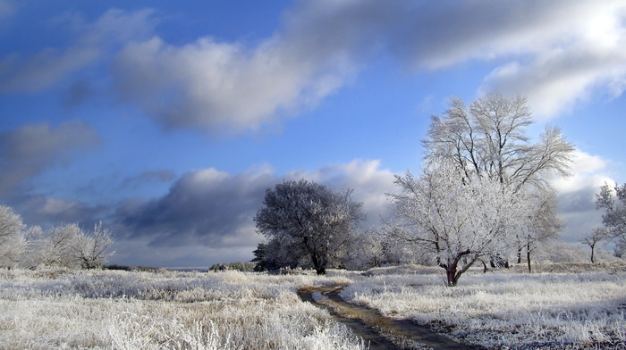 field, road, trees, winter, nature