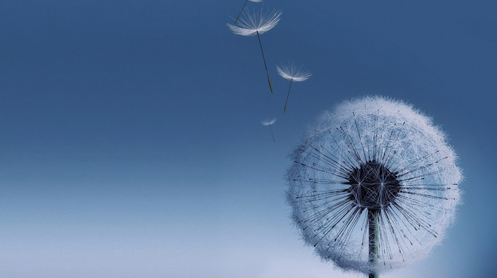 sky, umbrella, flowers