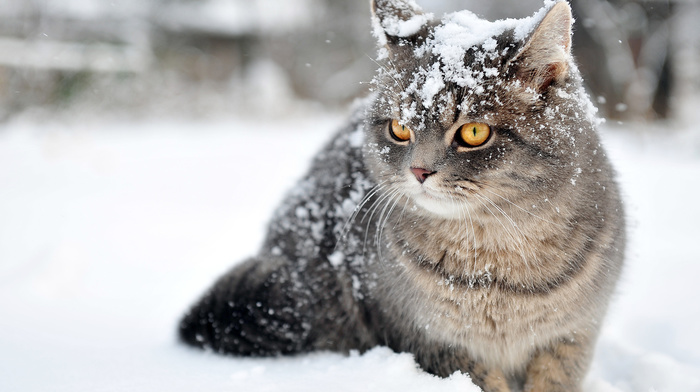winter, animals, snow