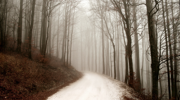 nature, road, mist, forest