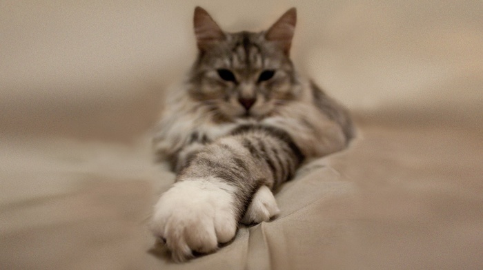 depth of field, cat, animals