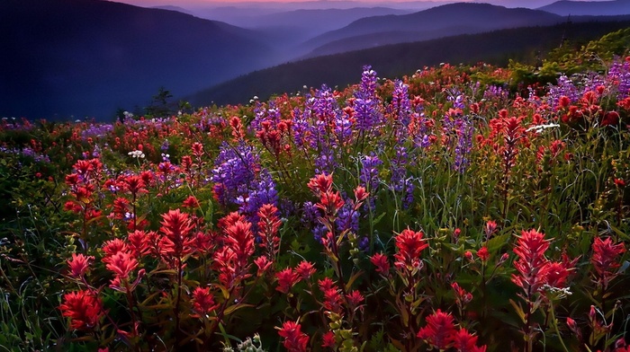 flowers, landscape, nature, mountain, field