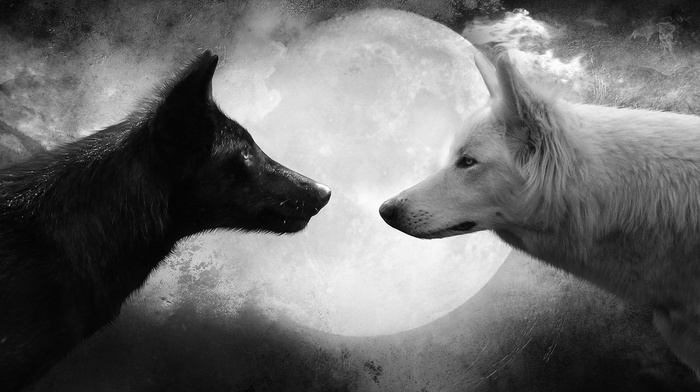 moon, black, wolf, white