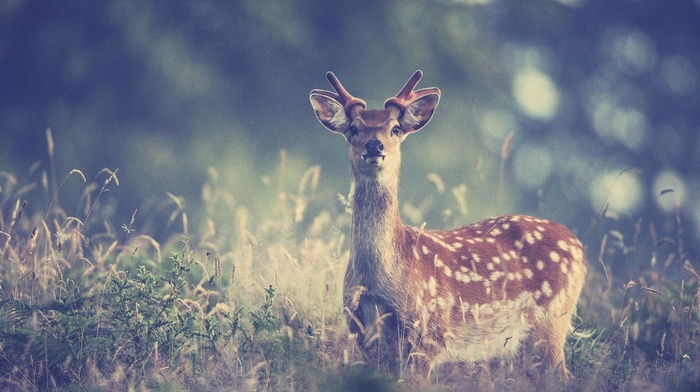deer, filter, animals