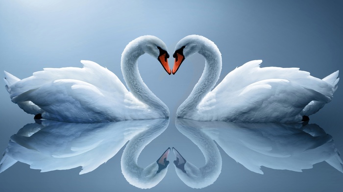 couple, reflection, animals, heart