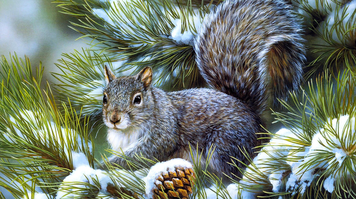 squirrel, animals, fir-tree
