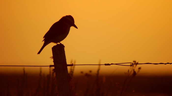 silhouette, sunset, fence, birds