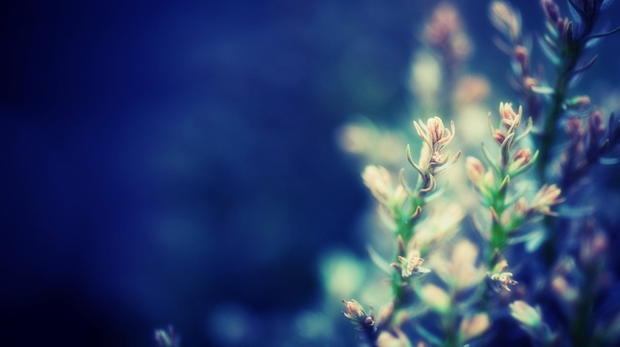 macro, flowers
