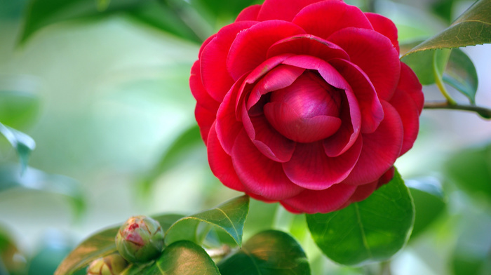 background, leaves, flowers