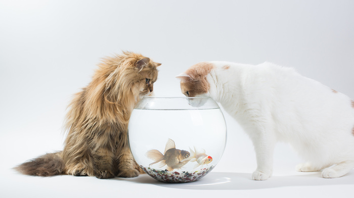 animals