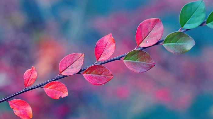 branch, nature, leaves, autumn