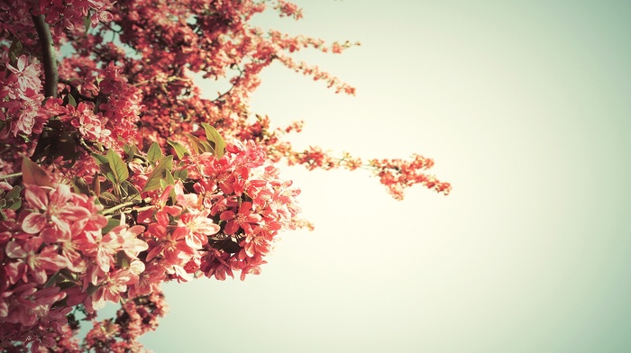 pink, sky, flowers