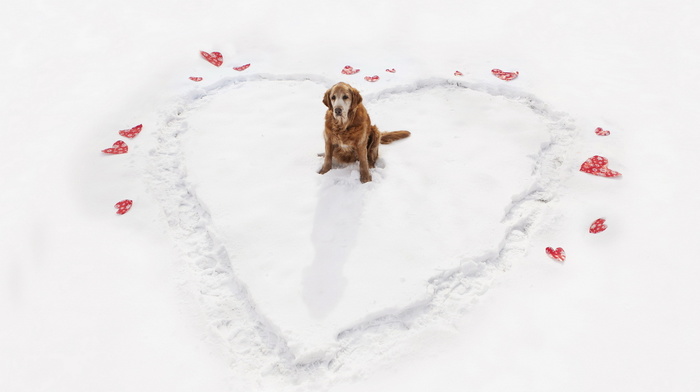 dog, winter, heart, animals