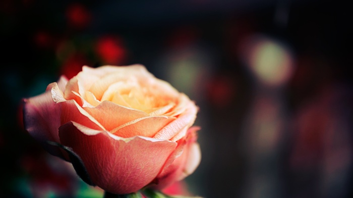 rose, depth of field