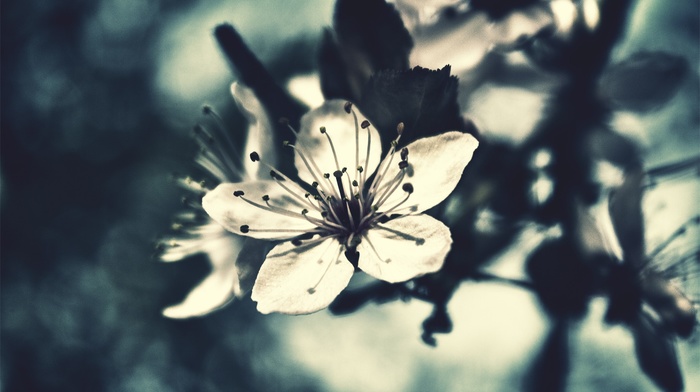 nature, macro, flowers