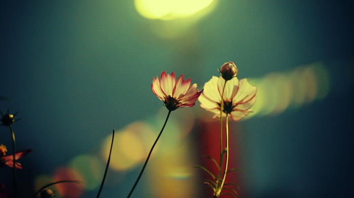 flowers, closeup