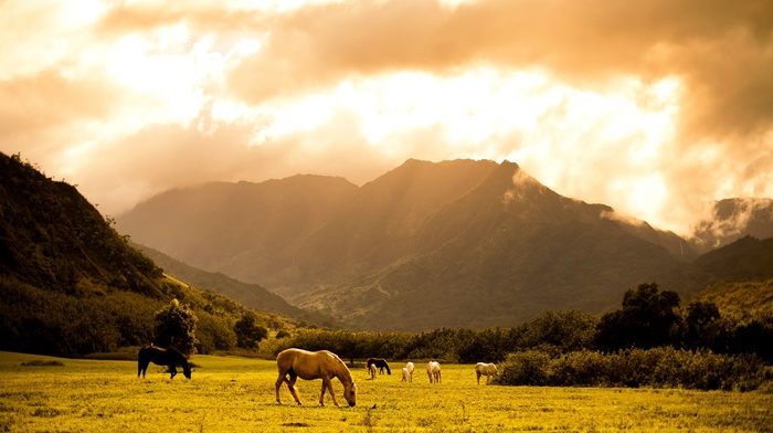 horses, mountain, nature