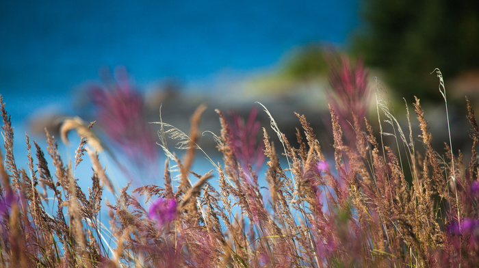 macro, grass, field, nature, motion blur