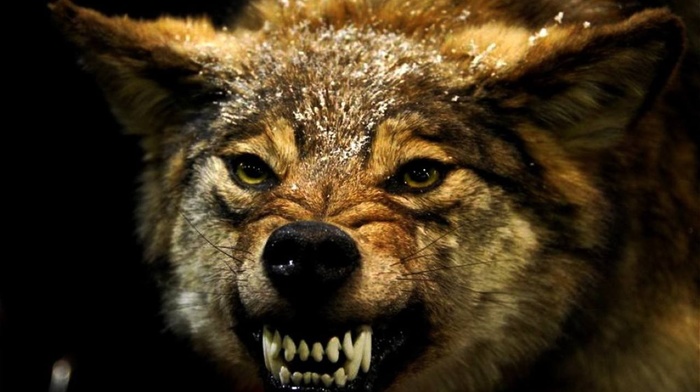 angry, wolf, animals