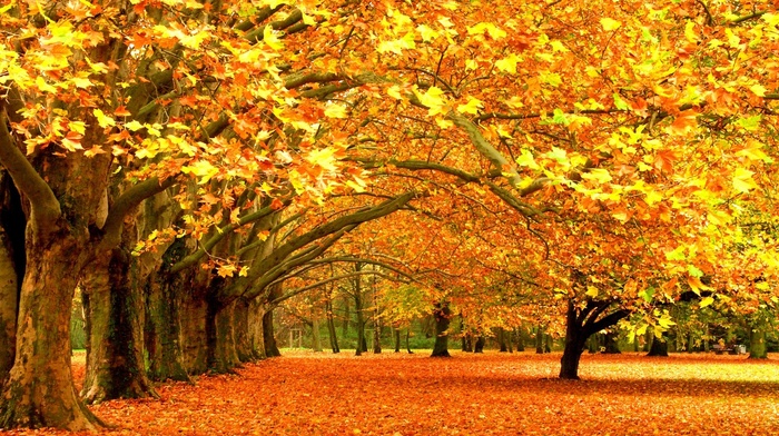 fall, nature, yellow, trees, leaves, seasons