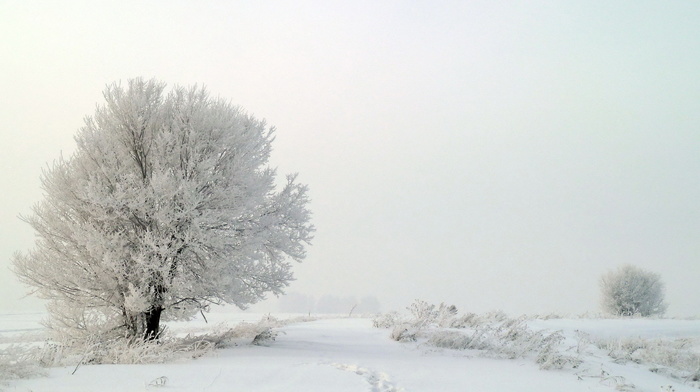 trees, snow, mist, nature, winter