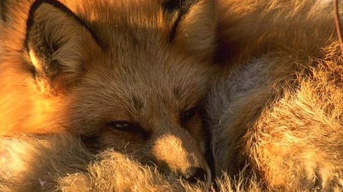 nature, animals, fox