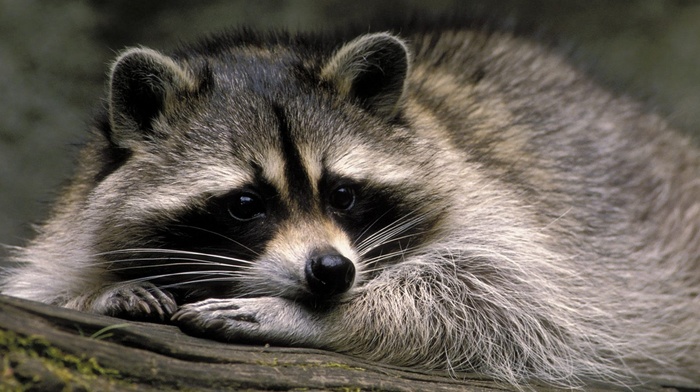 animals, nature